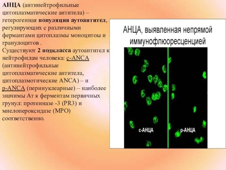 АНЦА (антинейтрофильные цитоплазматические антитела) – гетерогенная популяция аутоантител, регулирующих с