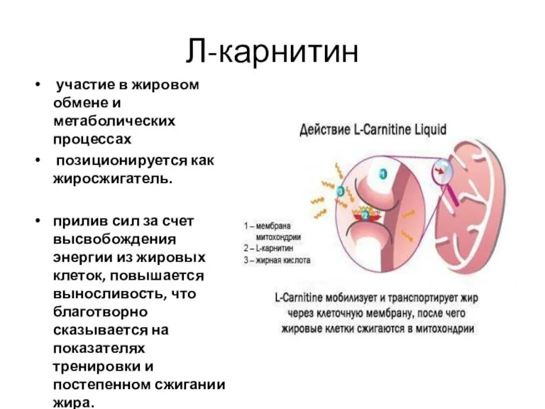 Л-карнитин участие в жировом обмене и метаболических процессах позиционируется как