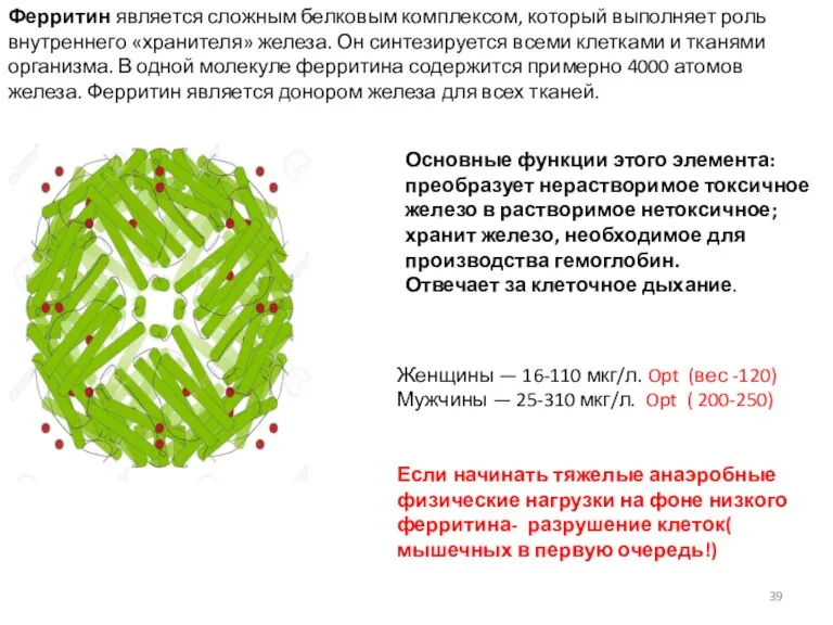 Ферритин является сложным белковым комплексом, который выполняет роль внутреннего «хранителя»