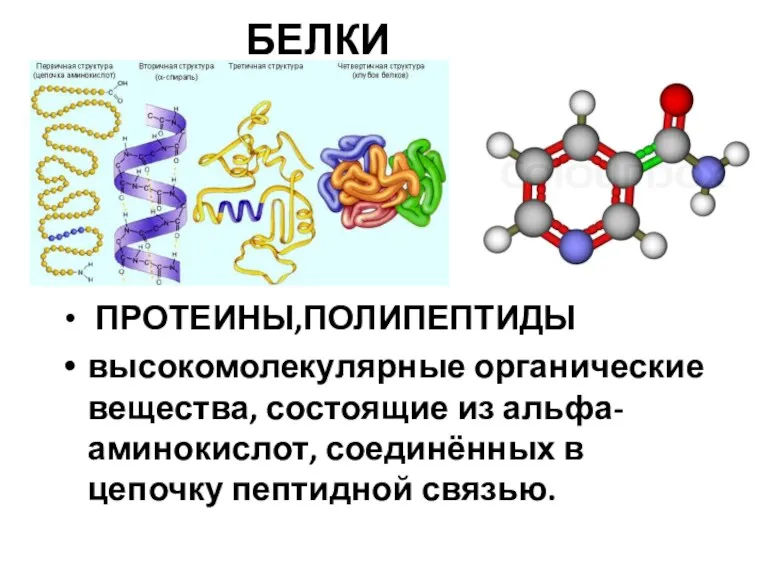 БЕЛКИ ПРОТЕИНЫ,ПОЛИПЕПТИДЫ высокомолекулярные органические вещества, состоящие из альфа-аминокислот, соединённых в цепочку пептидной связью.