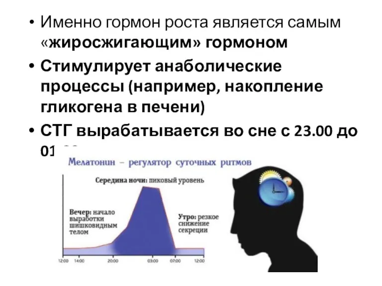 Именно гормон роста является самым «жиросжигающим» гормоном Стимулирует анаболические процессы