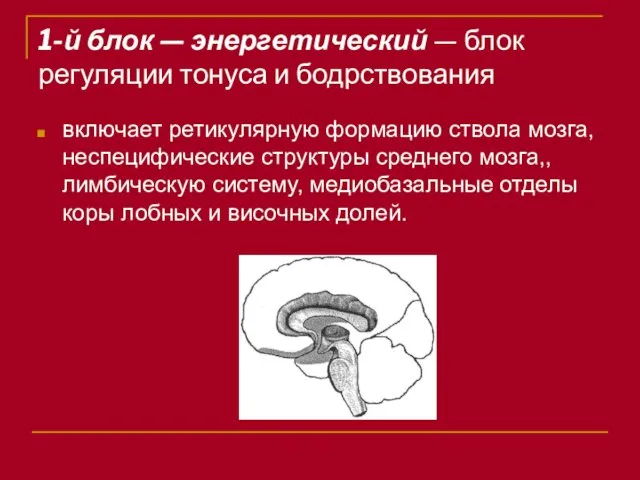 1-й блок — энергетический — блок регуляции тонуса и бодрствования включает ретикулярную формацию