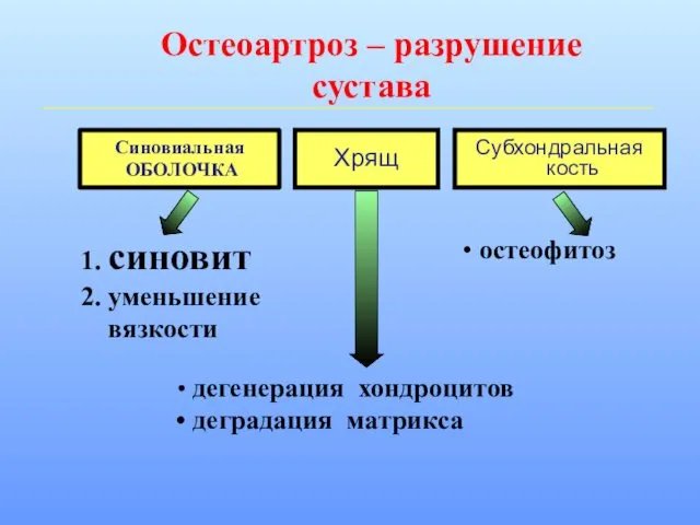 Остеоартроз – разрушение сустава Синовиальная ОБОЛОЧКА Хрящ Субхондральная кость 1.