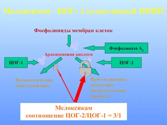 Мелоксикам –ЦОГ- 2 селективный НПВП Фосфолипиды мембран клеток Физиологические простагландины