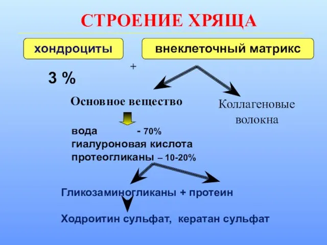 СТРОЕНИЕ ХРЯЩА хондроциты внеклеточный матрикс 3 % Основное вещество Коллагеновые