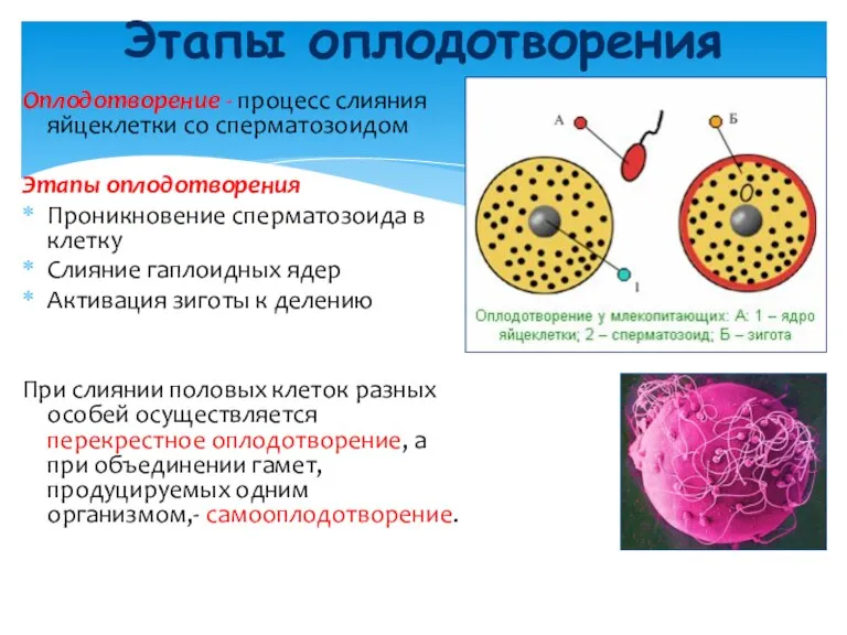 Оплодотворение - процесс слияния яйцеклетки со сперматозоидом Этапы оплодотворения Проникновение