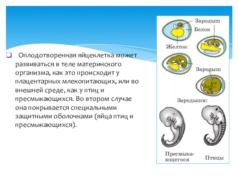 Оплодотворенная яйцеклетка может развиваться в теле материнского организма, как это