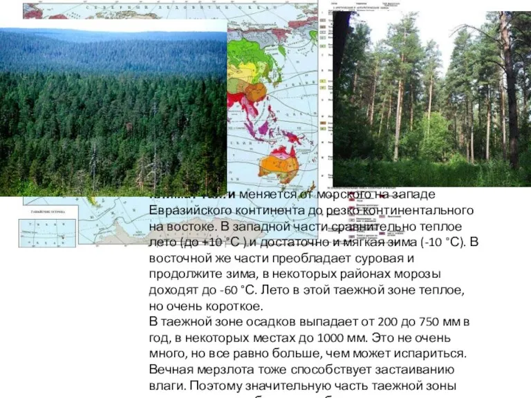 Климат тайги меняется от морского на западе Евразийского континента до