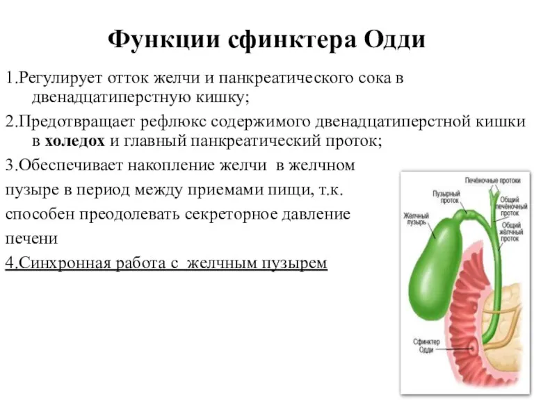 Функции сфинктера Одди 1.Регулирует отток желчи и панкреатического сока в двенадцатиперстную кишку; 2.Предотвращает