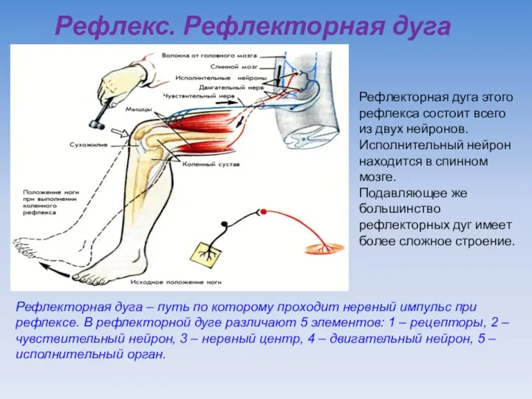 Рефлекс. Рефлекторная дуга Рефлекторная дуга этого рефлекса состоит всего из