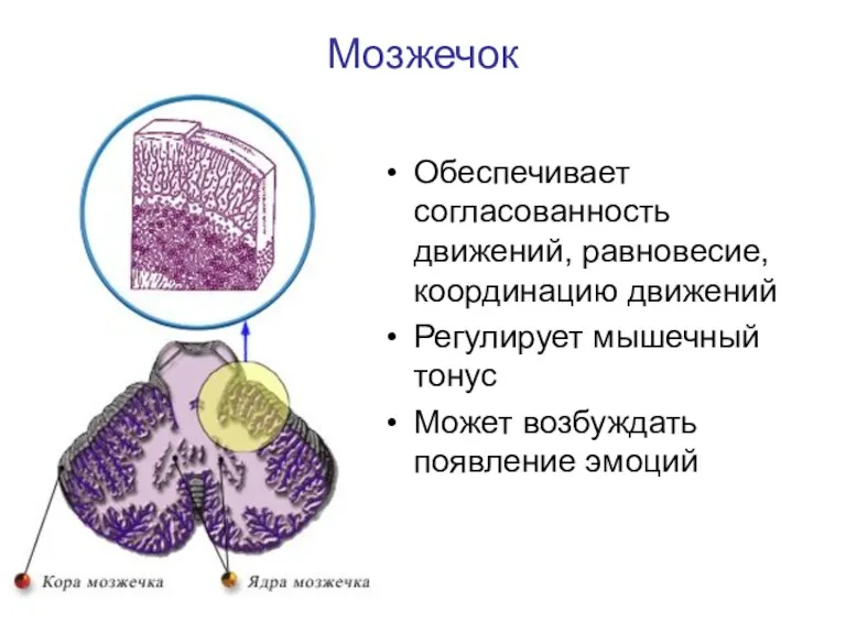 Мозжечок Обеспечивает согласованность движений, равновесие, координацию движений Регулирует мышечный тонус Может возбуждать появление эмоций