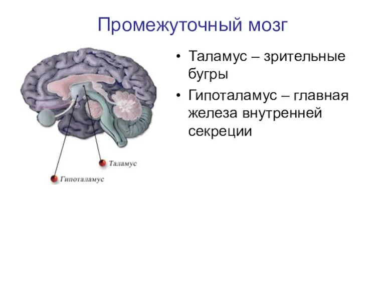 Промежуточный мозг Таламус – зрительные бугры Гипоталамус – главная железа внутренней секреции