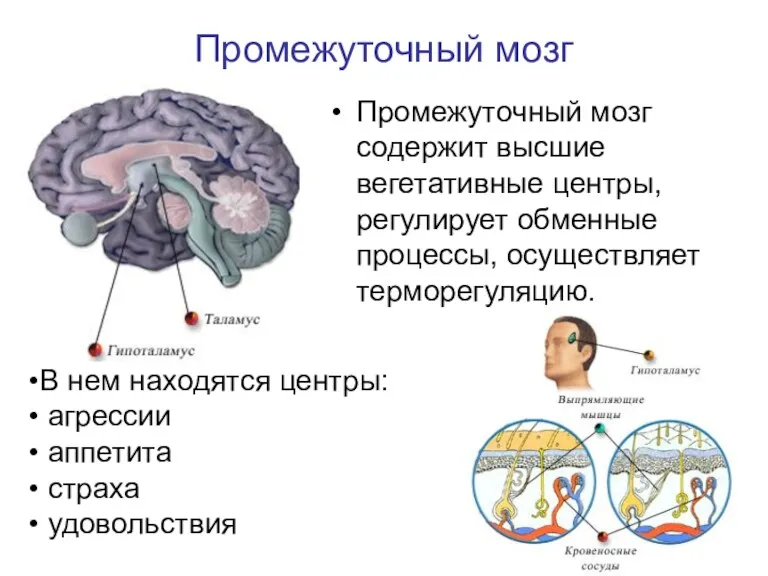 Промежуточный мозг Промежуточный мозг содержит высшие вегетативные центры, регулирует обменные