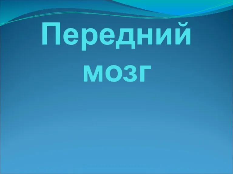 Передний мозг