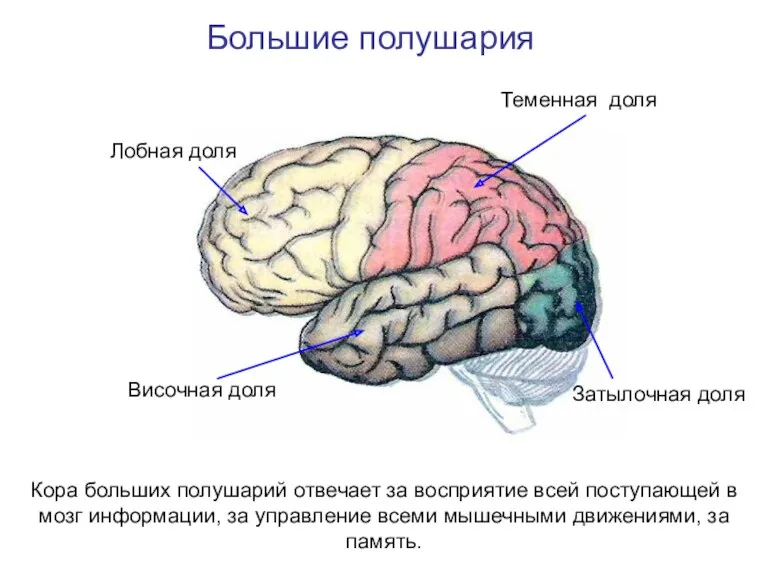 Лобная доля Теменная доля Затылочная доля Височная доля Большие полушария