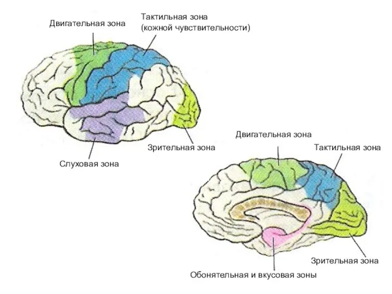 Двигательная зона Тактильная зона (кожной чувствительности) Двигательная зона Тактильная зона