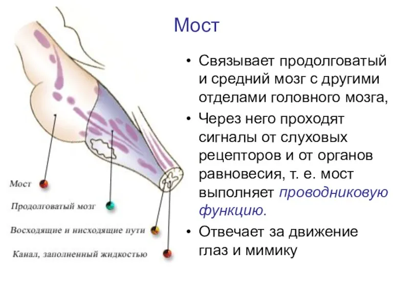 Мост Связывает продолговатый и средний мозг с другими отделами головного