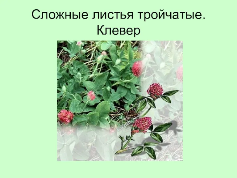 Сложные листья тройчатые. Клевер