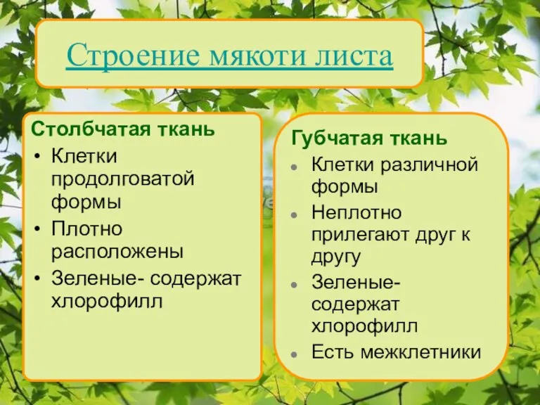 Строение мякоти листа Столбчатая ткань Клетки продолговатой формы Плотно расположены Зеленые- содержат хлорофилл