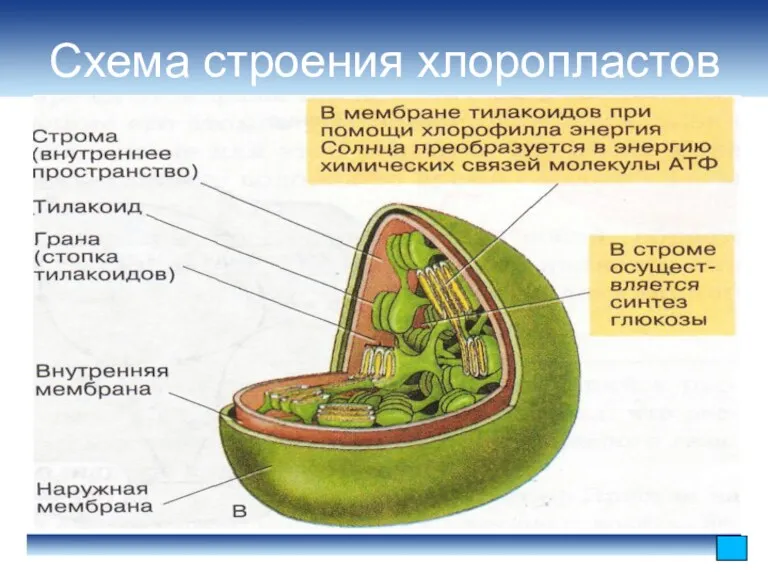 Схема строения хлоропластов