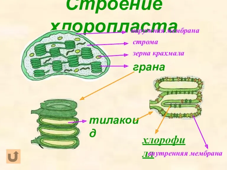 Строение хлоропласта наружная мембрана строма зерна крахмала грана тилакоид хлорофилл внутренняя мембрана