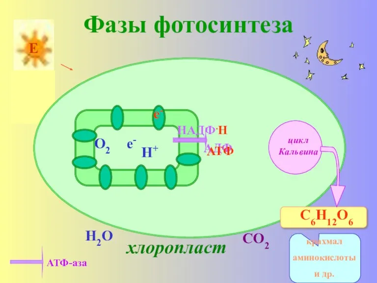 Фазы фотосинтеза хлоропласт е- Н2О АДФ О2 е- Н+ СО2 АТФ АТФ-аза