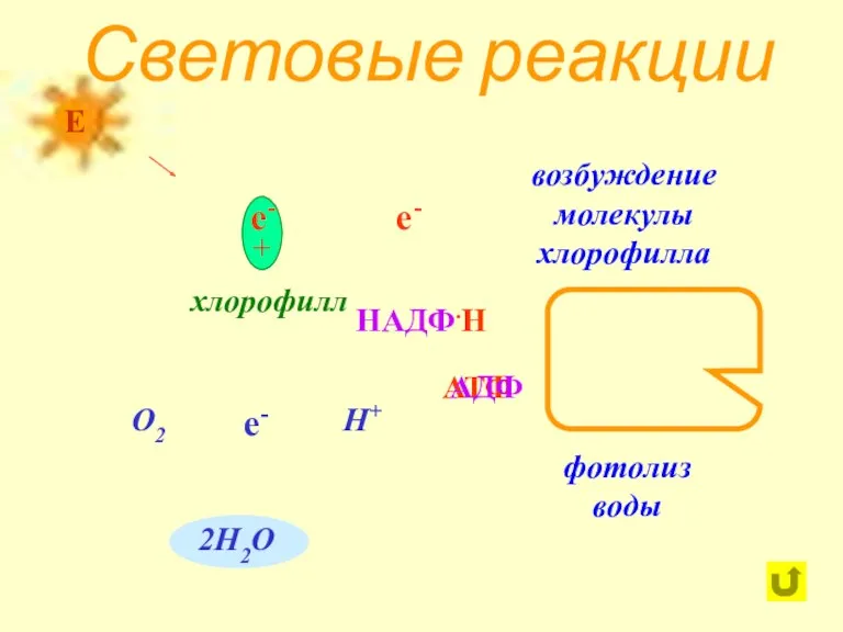 Световые реакции хлорофилл е- О2 е- Н+ возбуждение молекулы хлорофилла фотолиз воды .Н