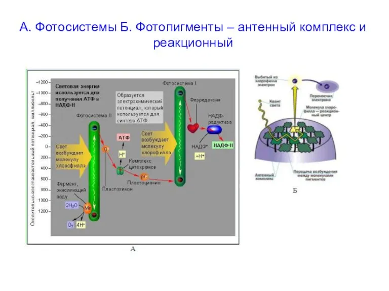 А. Фотосистемы Б. Фотопигменты – антенный комплекс и реакционный