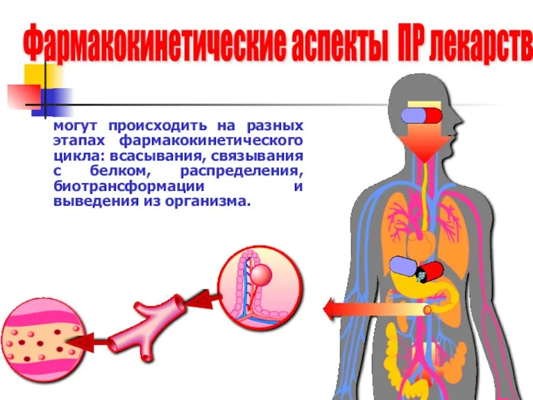 могут происходить на разных этапах фармакокинетического цикла: всасывания, связывания с