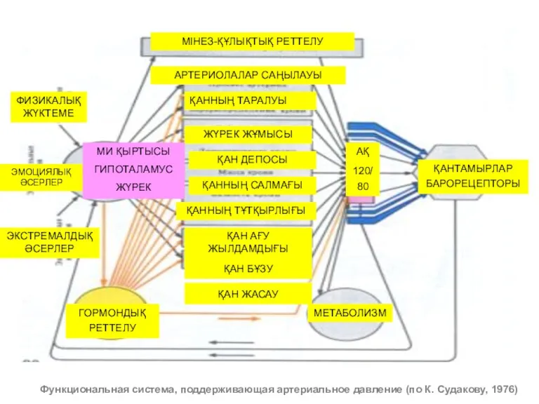 Функциональная система, поддерживающая артериальное давление (по К. Судакову, 1976) МІНЕЗ-ҚҰЛЫҚТЫҚ РЕТТЕЛУ АРТЕРИОЛАЛАР САҢЫЛАУЫ