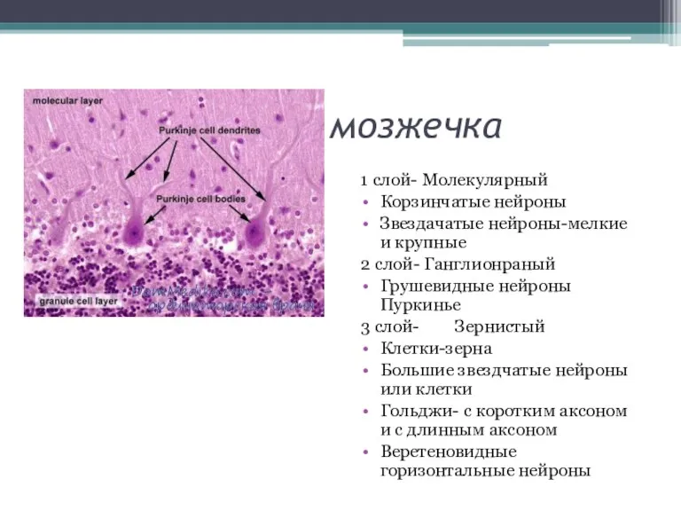 Строение коры мозжечка 1 слой- Молекулярный Корзинчатые нейроны Звездачатые нейроны-мелкие