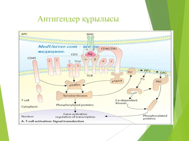 Антигендер құрылысы