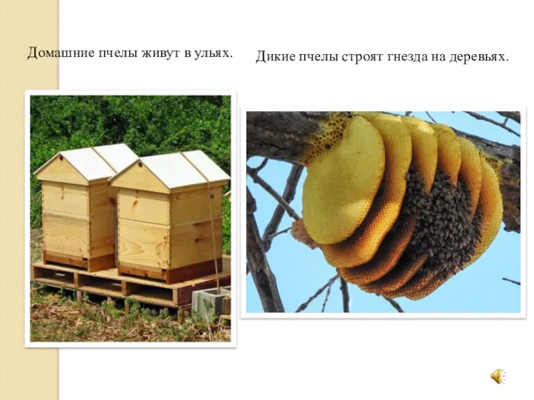 Домашние пчелы живут в ульях. Дикие пчелы строят гнезда на деревьях.