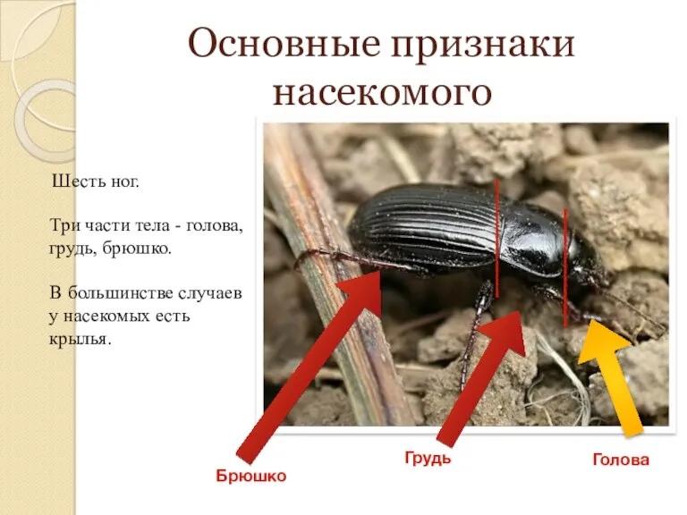 Основные признаки насекомого Шесть ног. Три части тела - голова, грудь, брюшко. В