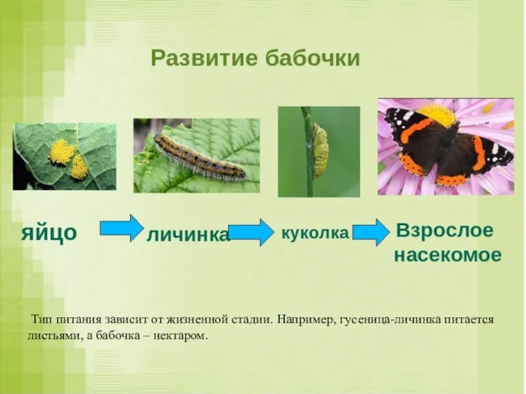 Тип питания зависит от жизненной стадии. Например, гусеница-личинка питается листьями, а бабочка – нектаром.