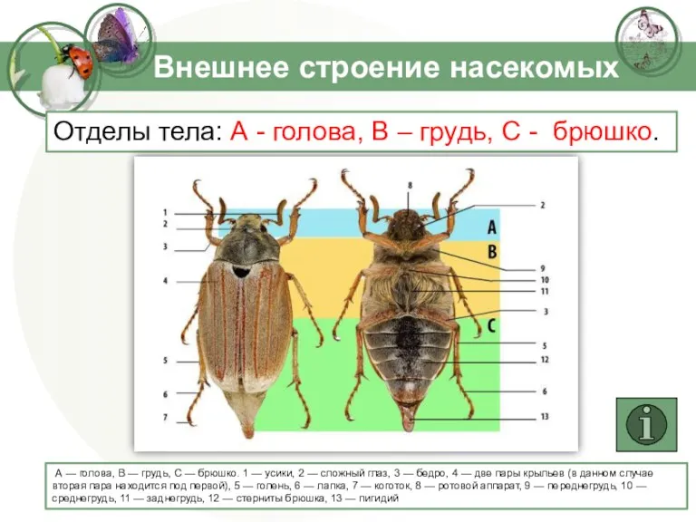 Внешнее строение насекомых Отделы тела: А - голова, В –