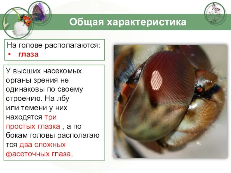 Общая характеристика На голове располагаются: глаза У высших насекомых органы