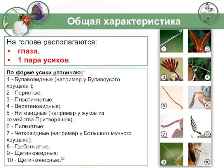 Общая характеристика На голове располагаются: глаза, 1 пара усиков По