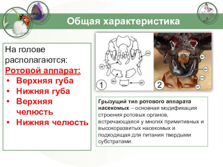 Общая характеристика На голове располагаются: Ротовой аппарат: Верхняя губа Нижняя