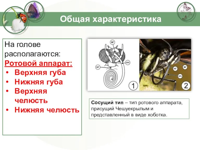 Общая характеристика На голове располагаются: Ротовой аппарат: Верхняя губа Нижняя