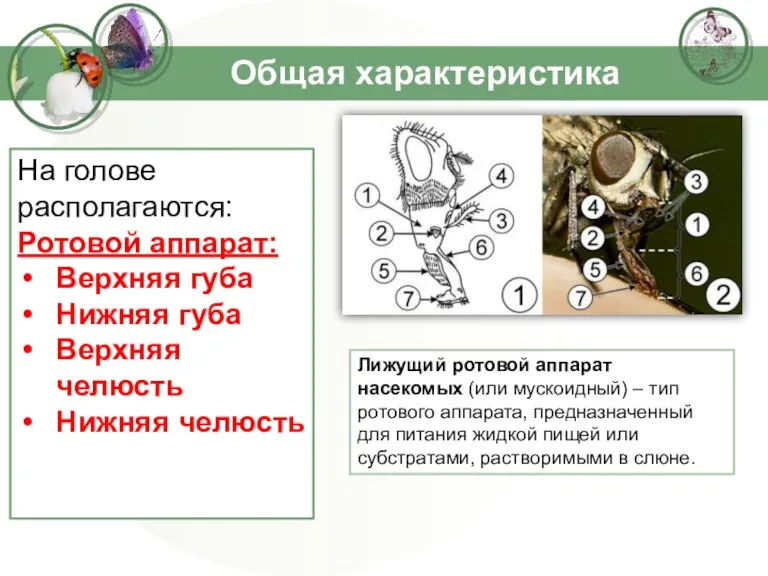 Общая характеристика На голове располагаются: Ротовой аппарат: Верхняя губа Нижняя