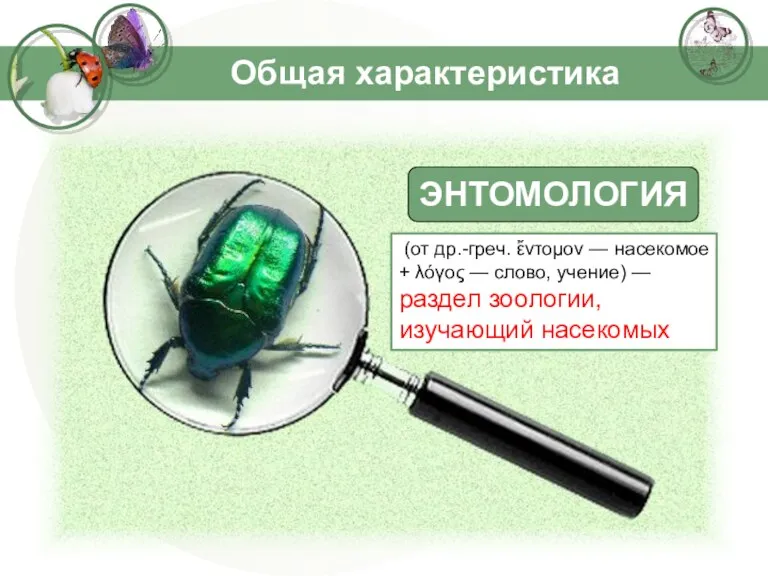 Общая характеристика ЭНТОМОЛОГИЯ (от др.-греч. ἔντομον — насекомое + λόγος