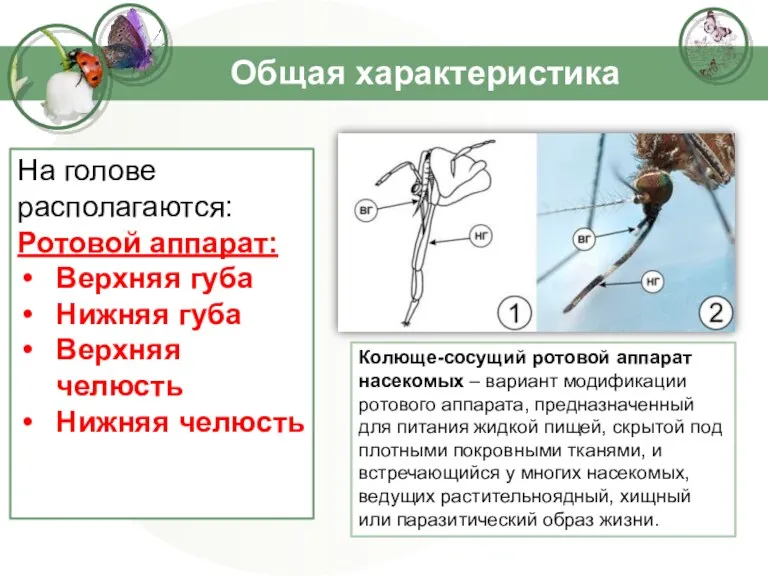 Общая характеристика На голове располагаются: Ротовой аппарат: Верхняя губа Нижняя