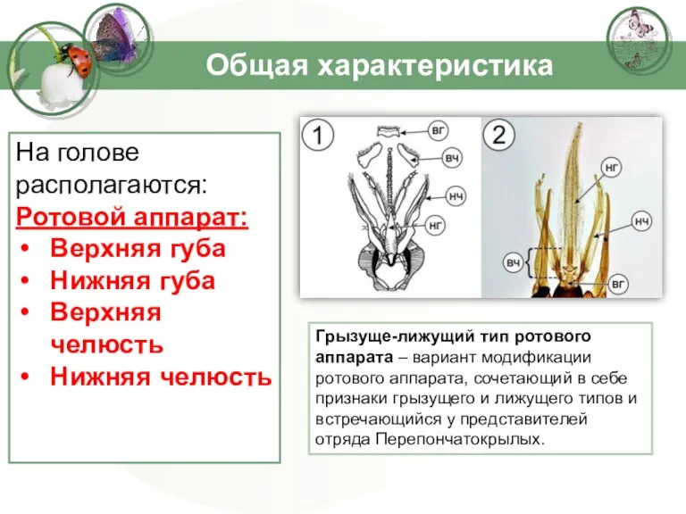 Общая характеристика На голове располагаются: Ротовой аппарат: Верхняя губа Нижняя