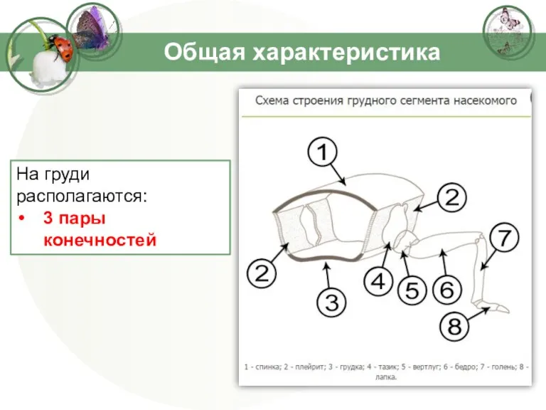 Общая характеристика На груди располагаются: 3 пары конечностей