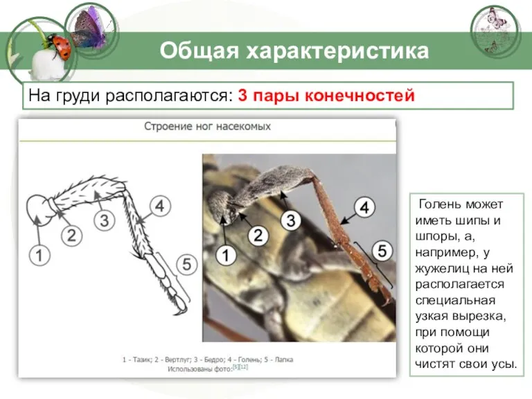 Общая характеристика На груди располагаются: 3 пары конечностей Голень может