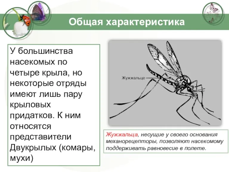 Общая характеристика У большинства насекомых по четыре крыла, но некоторые