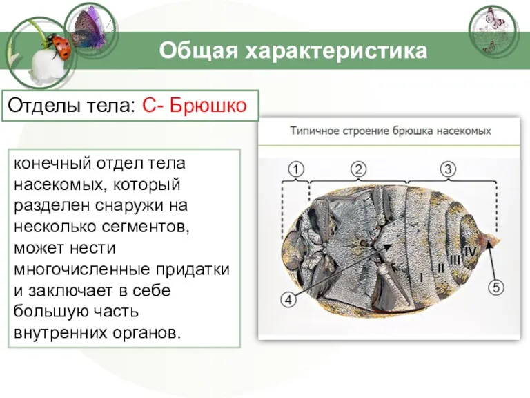 Общая характеристика конечный отдел тела насекомых, который разделен снаружи на