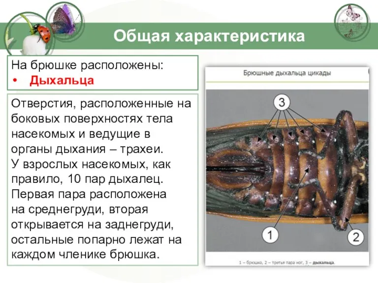 Общая характеристика Отверстия, расположенные на боковых поверхностях тела насекомых и