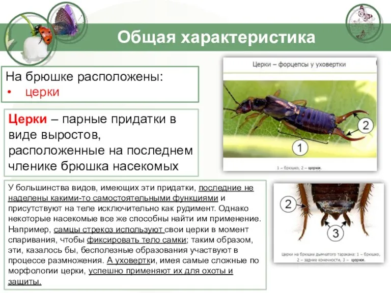 Общая характеристика Церки – парные придатки в виде выростов, расположенные